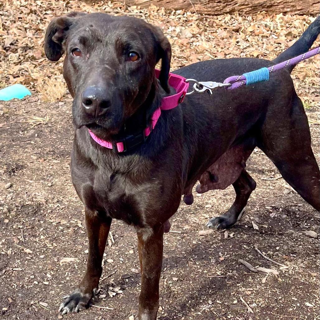 Enlarge Beck, a Adoptable mixed breed in Deerfield, IL image 3/4