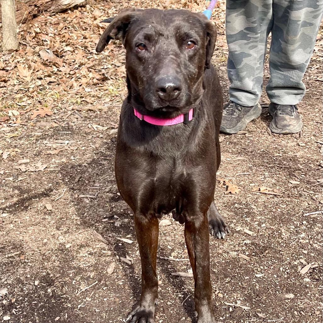 Beck, Adoptable, Adult Female Labrador Retriever & Mixed Breed.