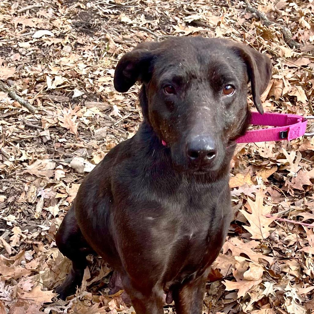 Enlarge Beck, a Adoptable mixed breed in Deerfield, IL image 2/4