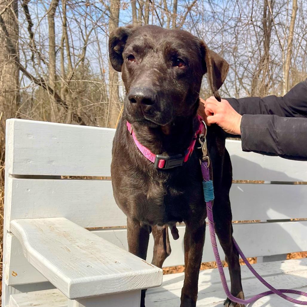 Enlarge Beck, a Adoptable mixed breed in Deerfield, IL image 3/4