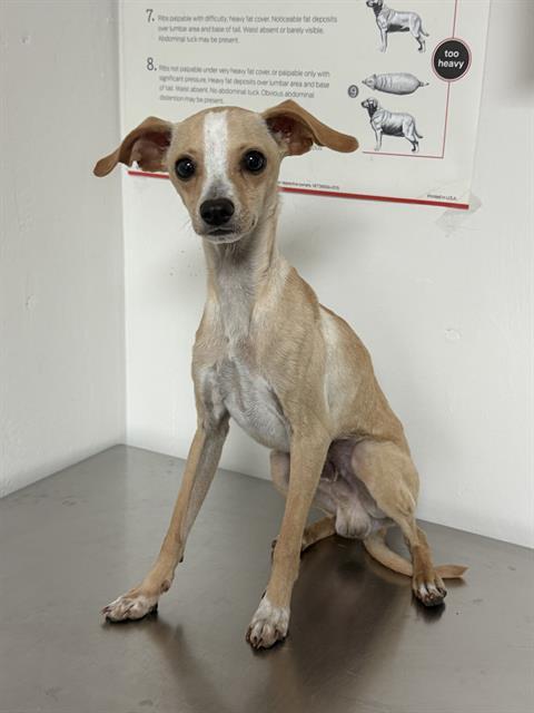 Boggie - URGENT, adopted, Puppy Male Whippet.