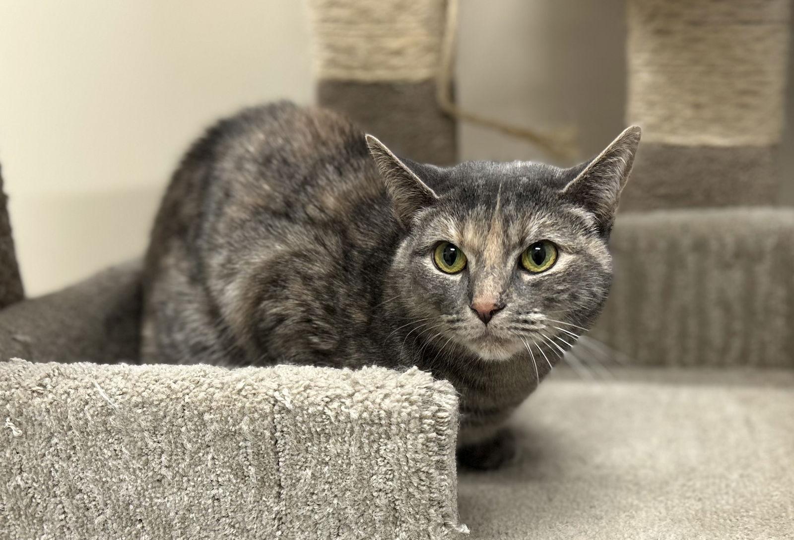 Opal, Adopted, Adult Female Domestic Short Hair.