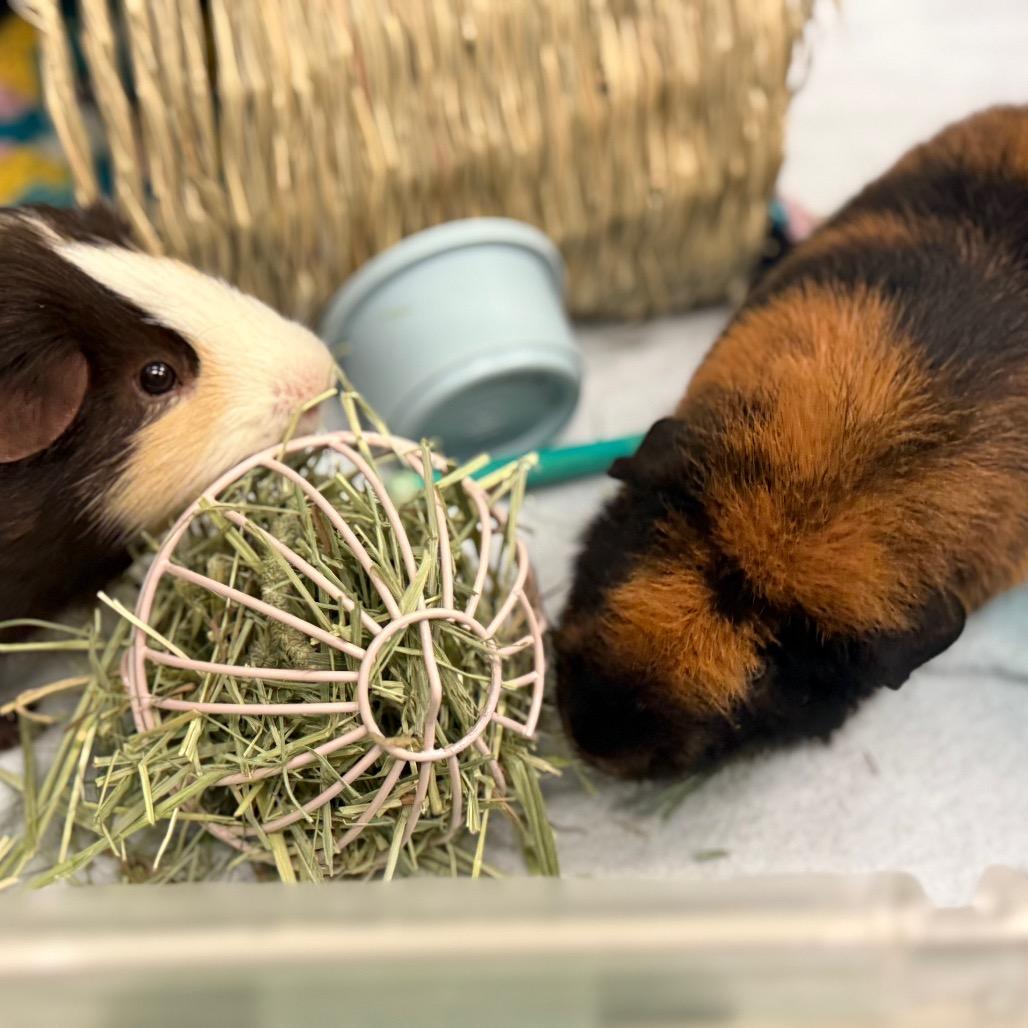 Rocco, Adoptable, Young Male Guinea Pig.