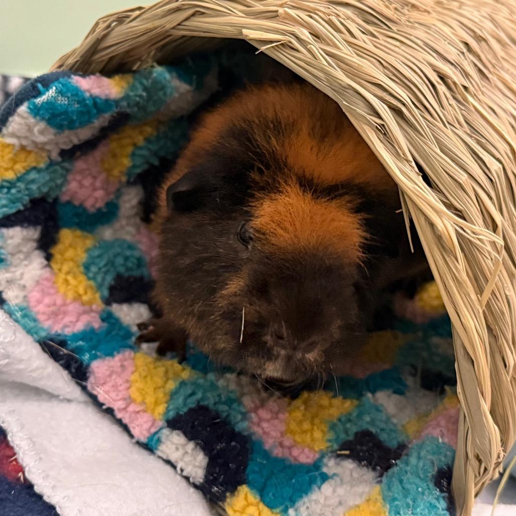 Rocco, a Adoptable Guinea Pig in Enfield, NH image 2/5