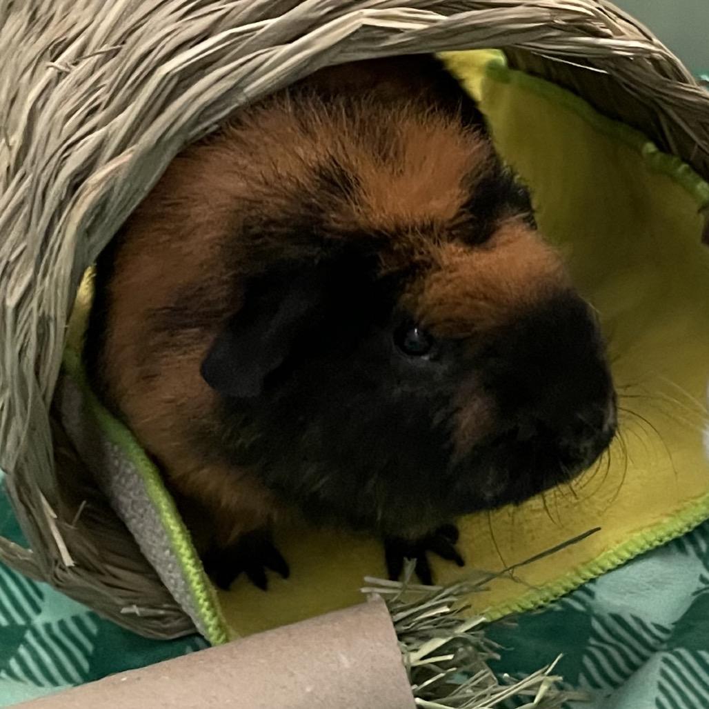 Rocco, a Adoptable Guinea Pig in Enfield, NH image 3/5