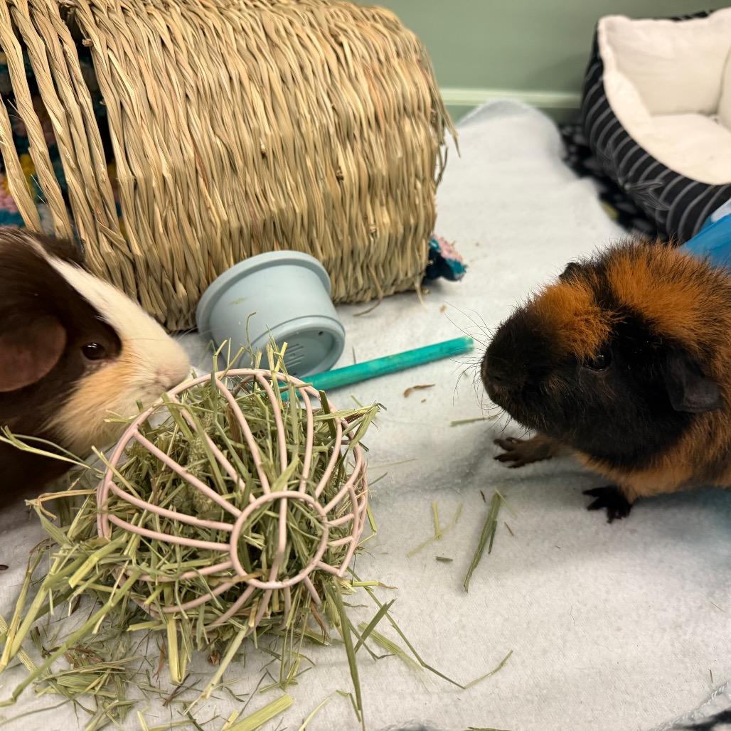 Rocco, a Adoptable Guinea Pig in Enfield, NH image 4/5