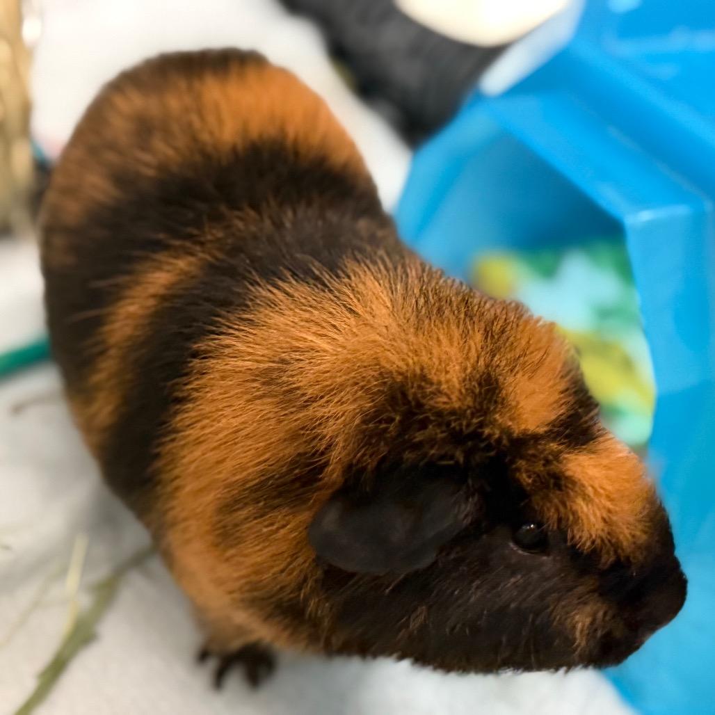 Rocco, a Adoptable Guinea Pig in Enfield, NH image 5/5