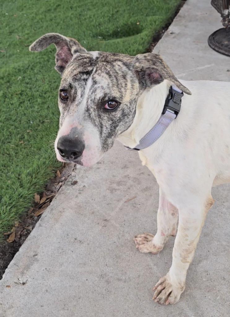 Achilles-Active and Young!, a Adoptable mixed breed in Fort Myers, FL image 1/6