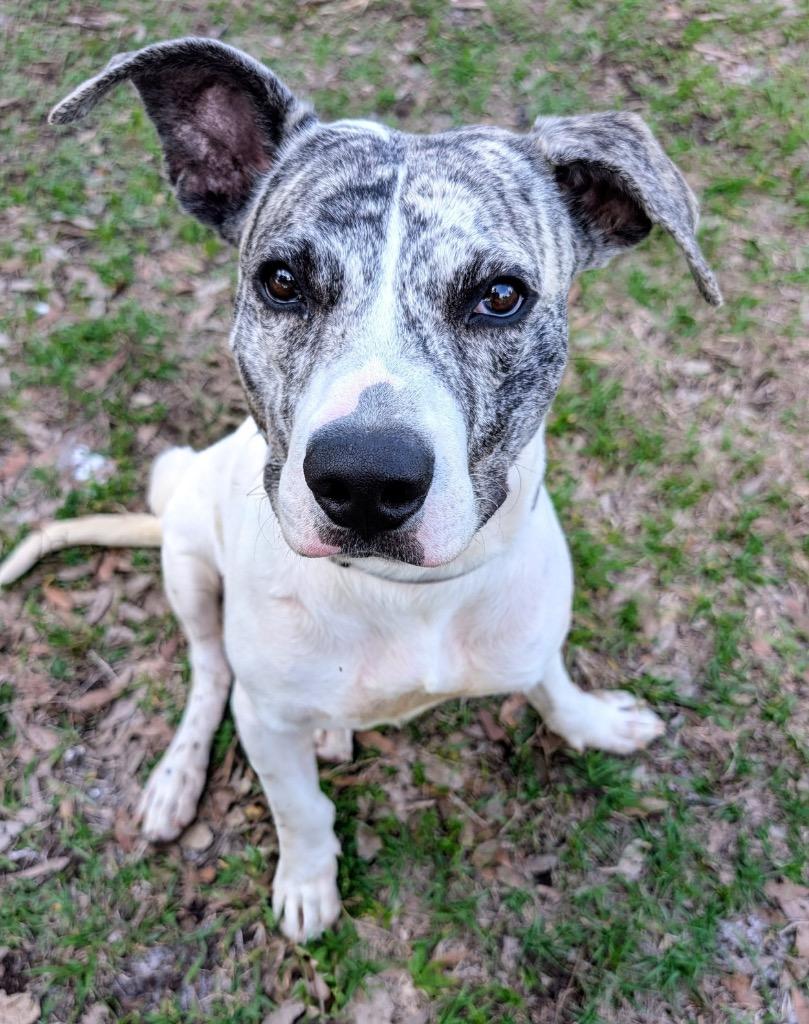 Achilles-Active and Young!, a Adoptable mixed breed in Fort Myers, FL image 2/6
