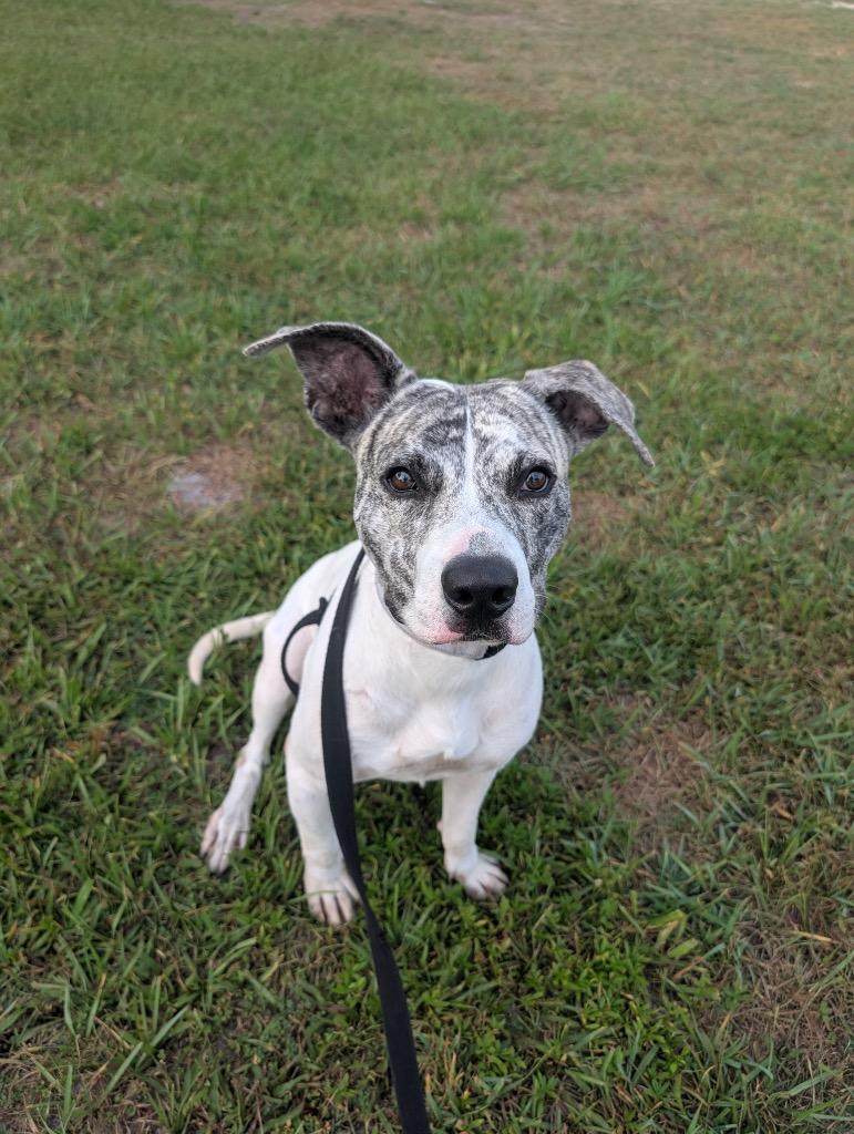 Achilles-Active and Young!, a Adoptable mixed breed in Fort Myers, FL image 3/6