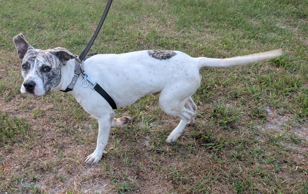 Achilles-Active and Young!, a Adoptable mixed breed in Fort Myers, FL image 4/6