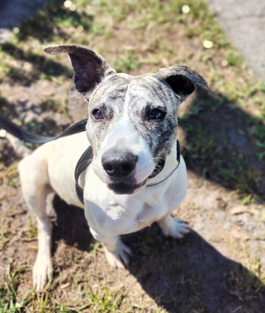 Achilles-Active and Young!, a Adoptable mixed breed in Fort Myers, FL image 5/6