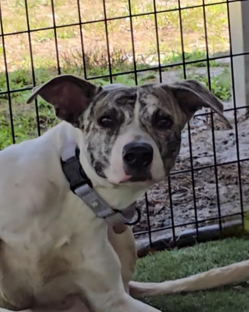 Achilles-Active and Young!, a Adoptable mixed breed in Fort Myers, FL image 6/6