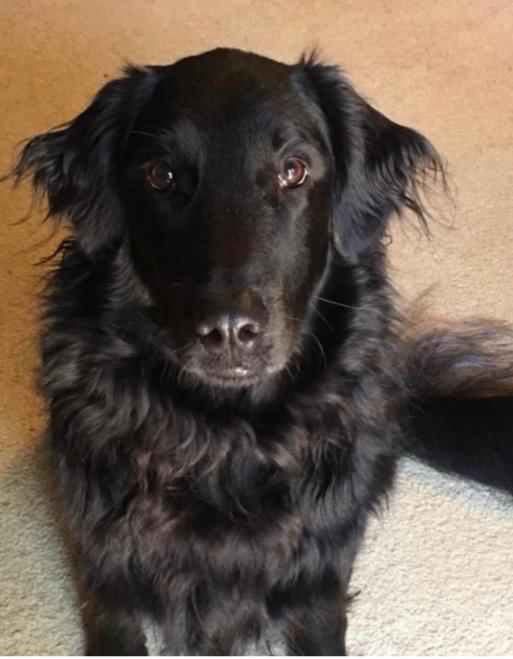 Stella, Adopted, Senior Female Flat-Coated Retriever.
