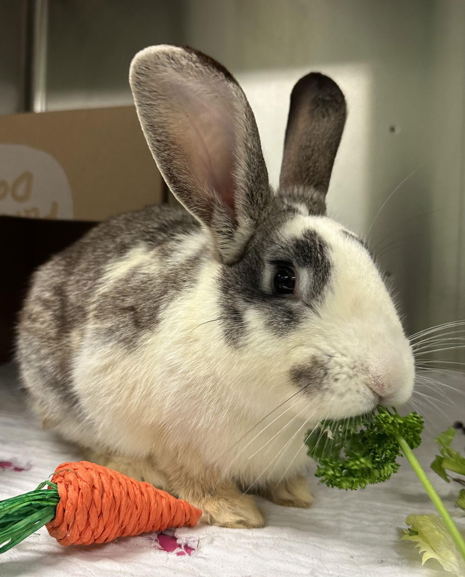 Enlarge Eugene, a Adoptable American in Oakland, CA image 1/1