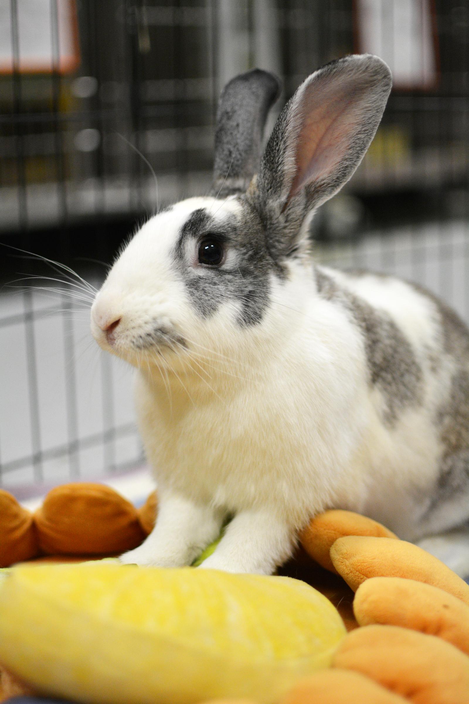 Enlarge Eugene, a Adoptable American in Oakland, CA image 2/2