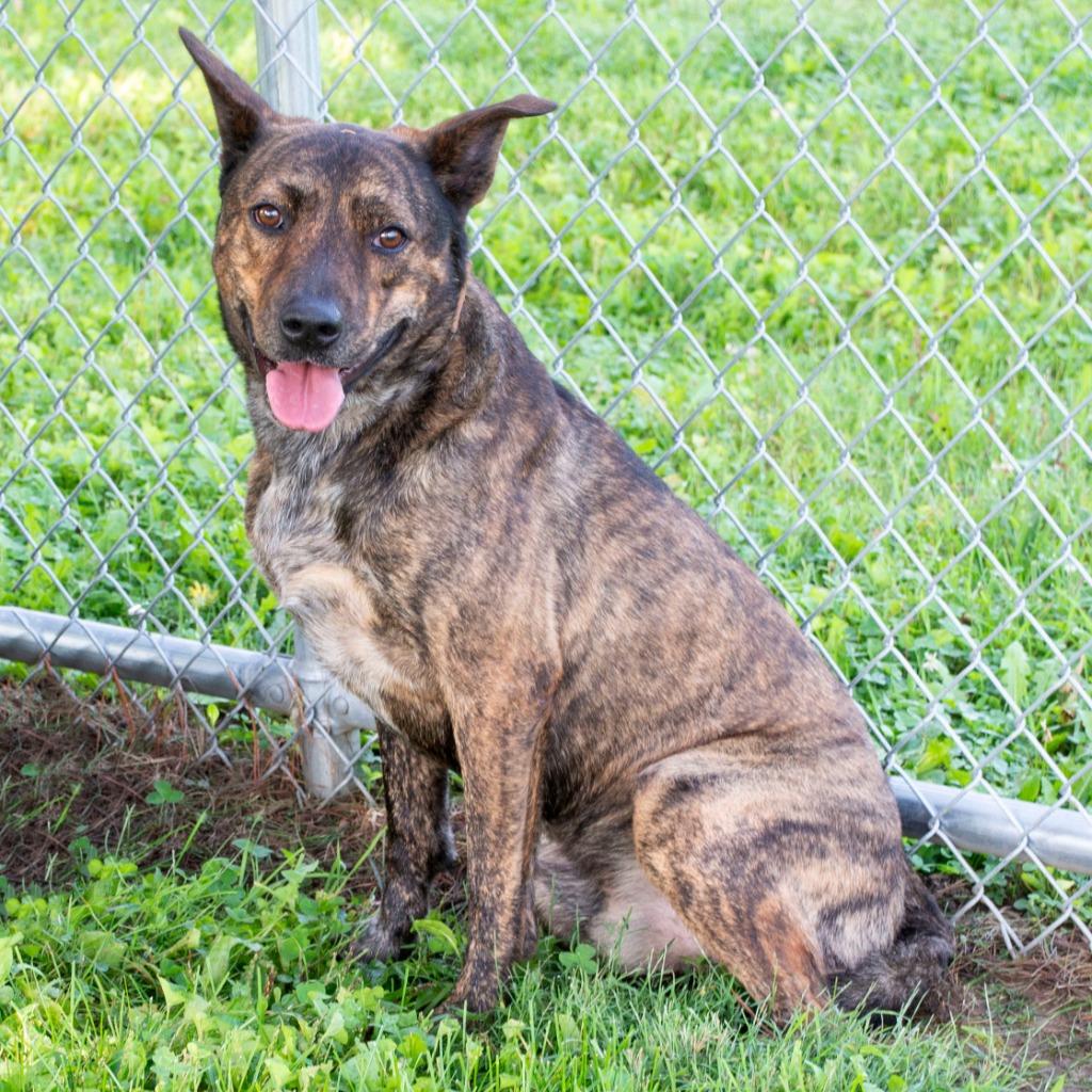 Dingo, Adoptable, Young Male Dutch Shepherd.