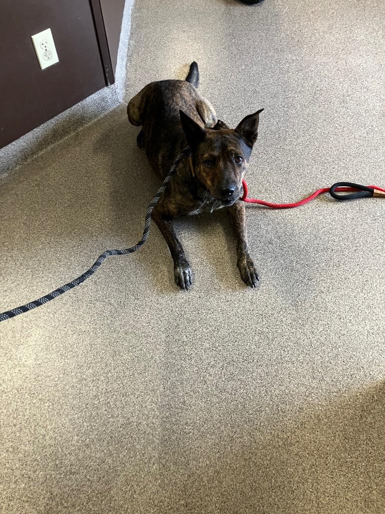 Enlarge Dingo, a Adoptable Dutch Shepherd in Troy, OH image 2/4