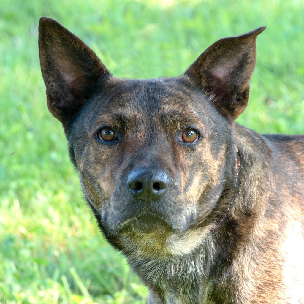 Enlarge Dingo, a Adoptable Dutch Shepherd in Troy, OH image 3/4