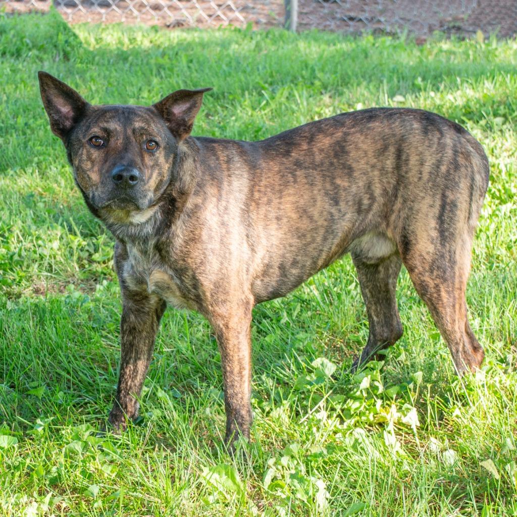 Enlarge Dingo, a Adoptable Dutch Shepherd in Troy, OH image 4/4