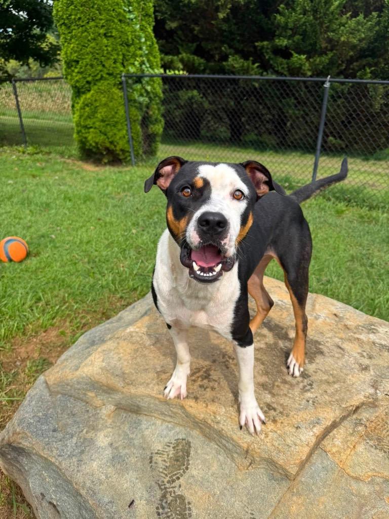 Tangelo, Adoptable, Young Male Hound & Mixed Breed.