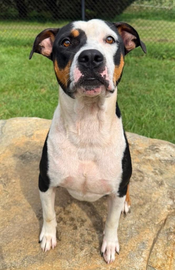 Enlarge Tangelo, a Adoptable mixed breed in Burnsville, NC image 2/2