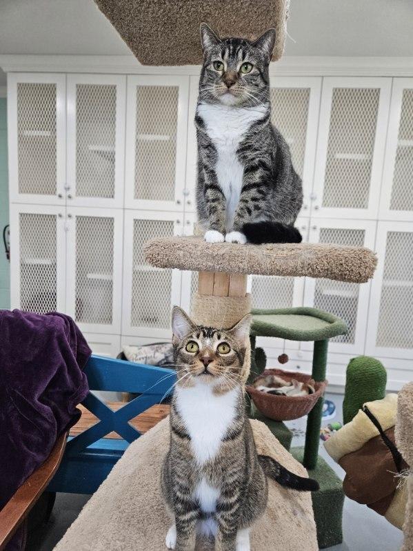 Kiara, Adoptable, Young Female Domestic Short Hair.