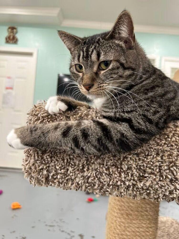 Enlarge Kiara, a Adoptable Domestic Short Hair in San Leon, TX image 2/6