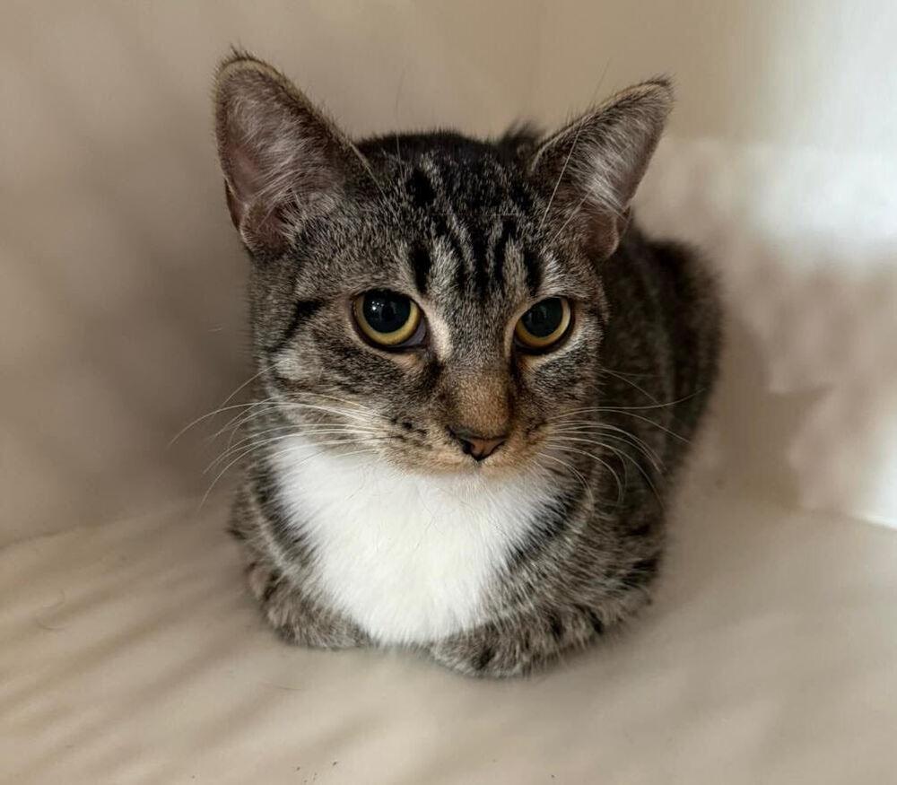 Enlarge Kiara, a Adoptable Domestic Short Hair in San Leon, TX image 3/6