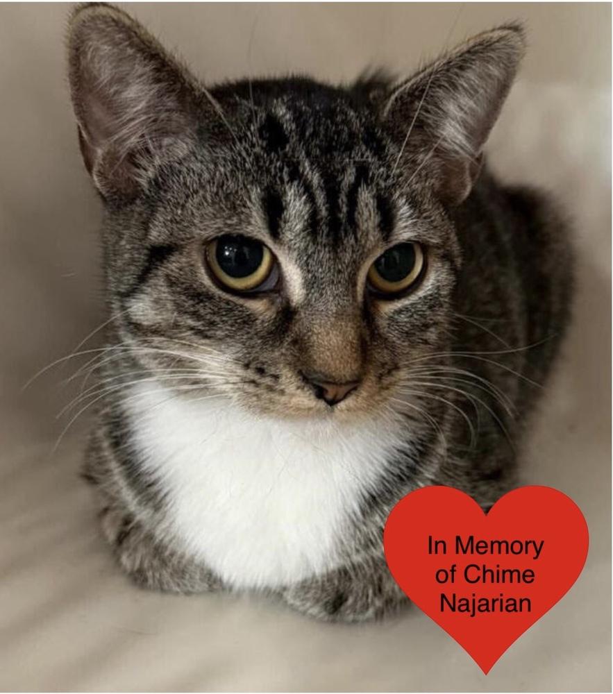 Enlarge Kiara, a Adoptable Domestic Short Hair in San Leon, TX image 4/6