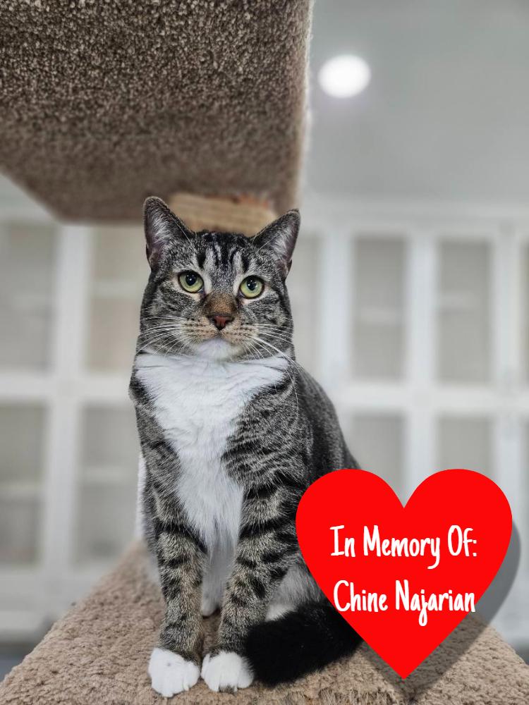 Enlarge Kiara, a Adoptable Domestic Short Hair in San Leon, TX image 5/6