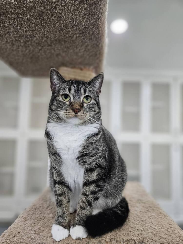 Enlarge Kiara, a Adoptable Domestic Short Hair in San Leon, TX image 6/6