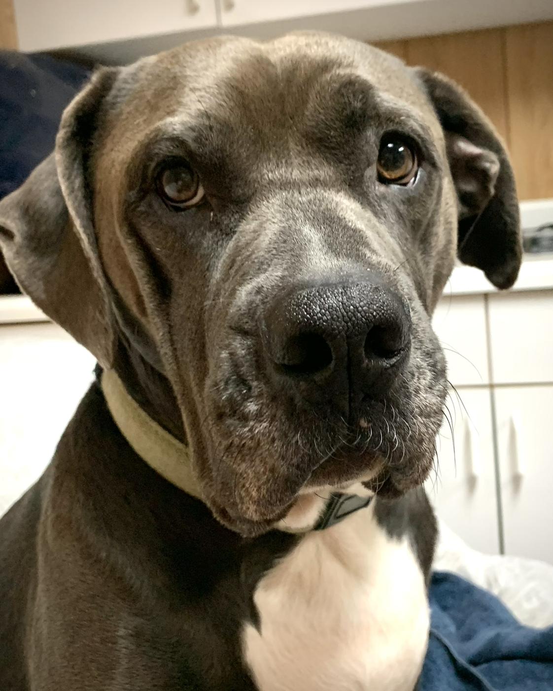 Grizzy, Adoptable, Adult Male Mastiff & Pit Bull Terrier.