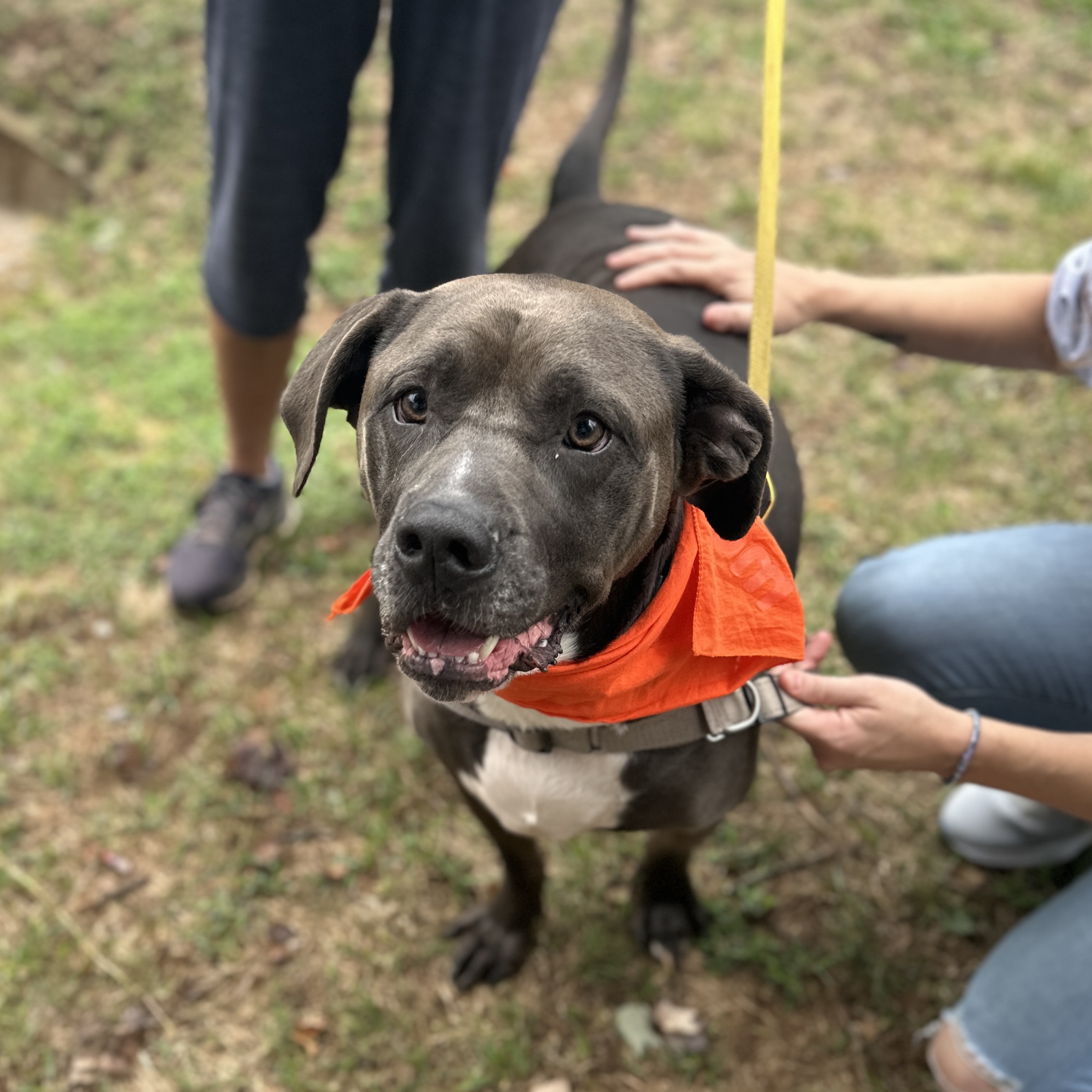 Enlarge Grizzy, a Adoptable mixed breed in Roswell, GA image 3/6