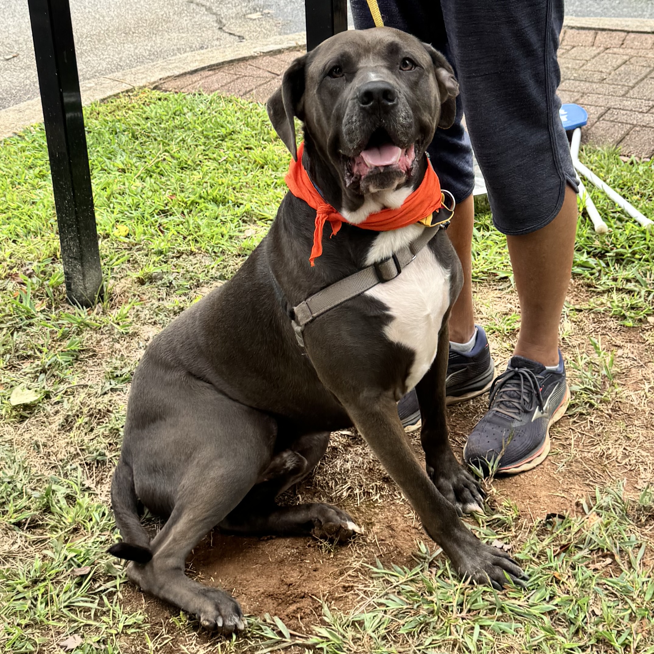 Enlarge Grizzy, a Adoptable mixed breed in Roswell, GA image 2/6