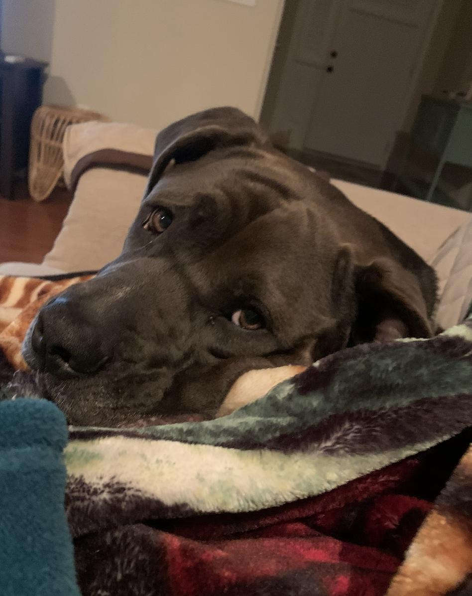 Enlarge Grizzy, a Adoptable mixed breed in Roswell, GA image 2/5