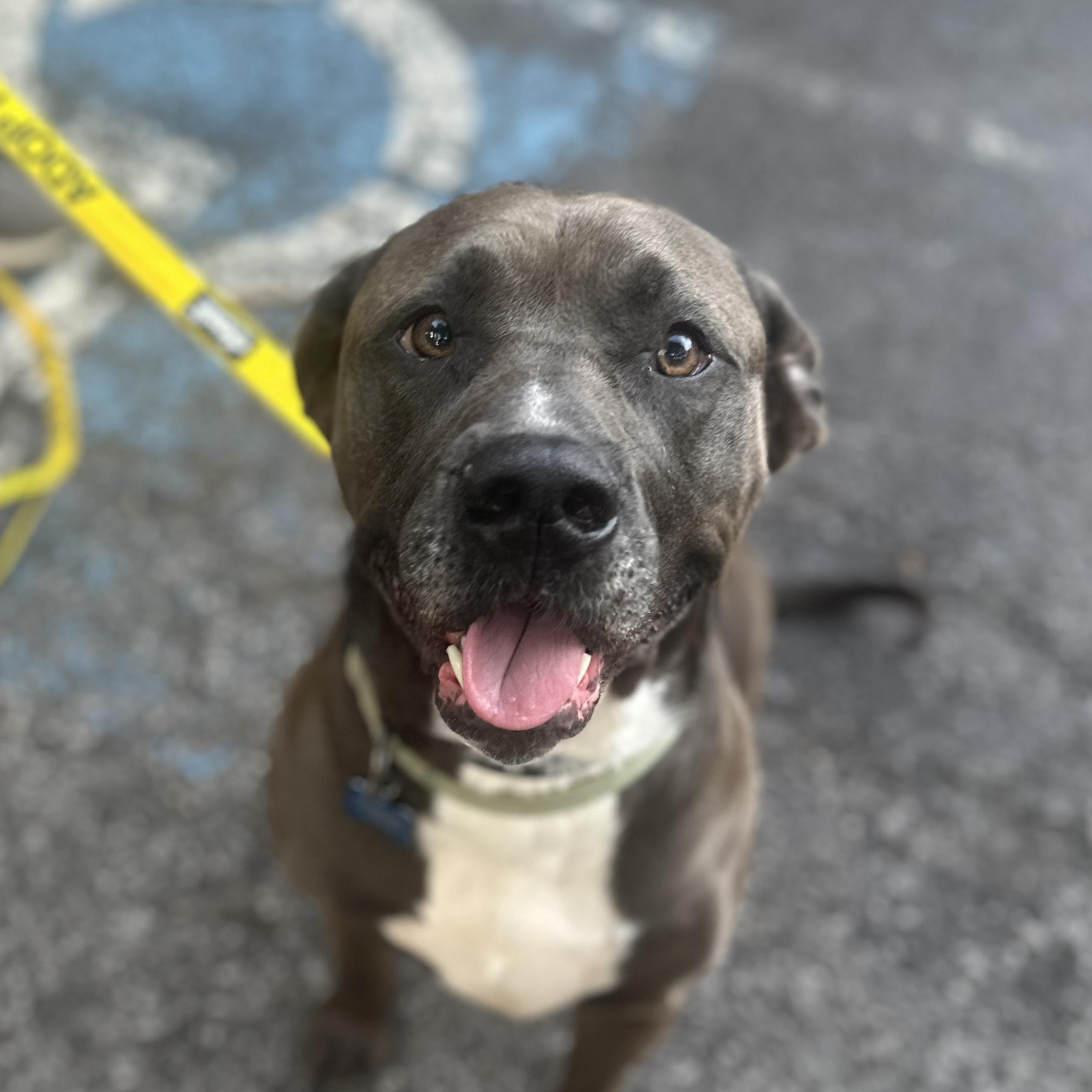 Grizzy, Adoptable, Adult Male Mastiff & Pit Bull Terrier.