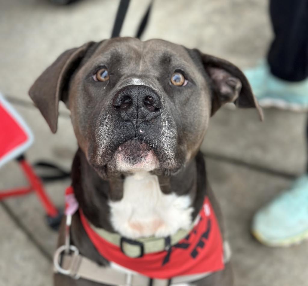 Grizzy, Adult Male Pit Bull Terrier