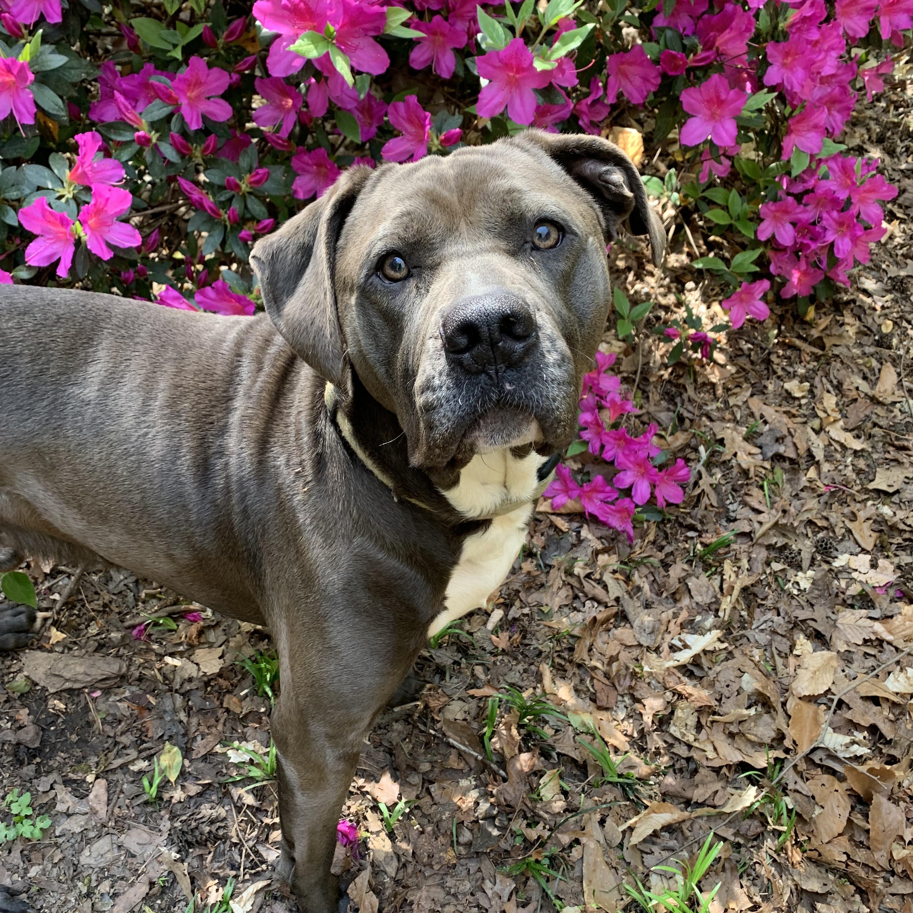 Enlarge Grizzy, a Adoptable mixed breed in Roswell, GA image 4/6