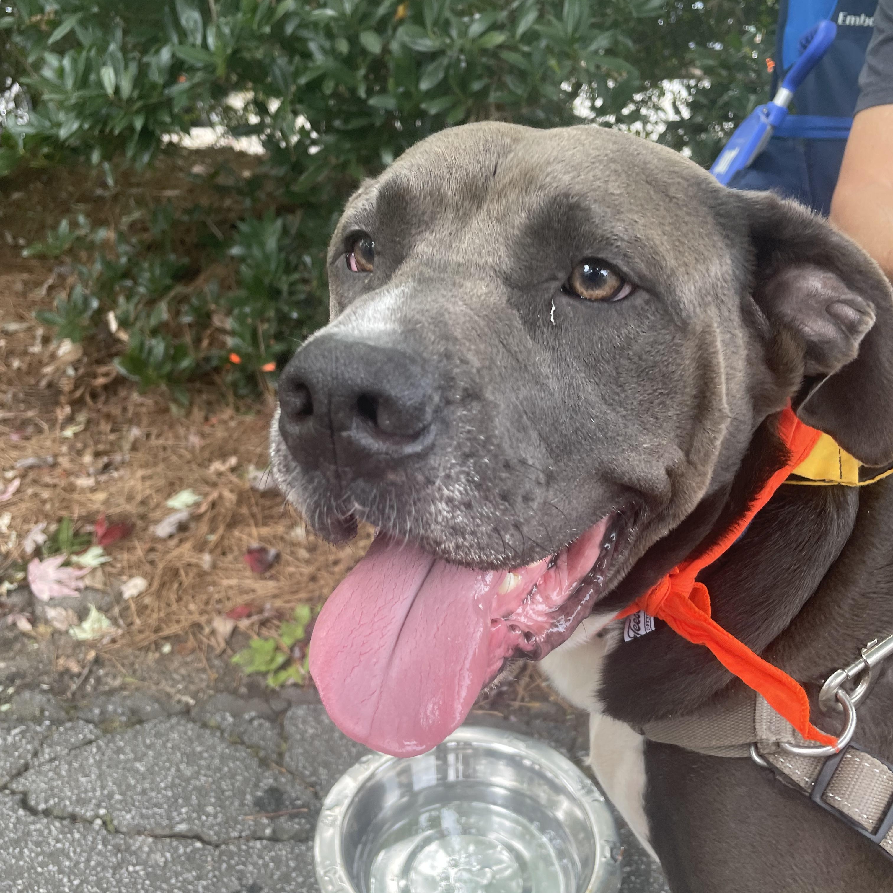 Enlarge Grizzy, a Adoptable mixed breed in Roswell, GA image 5/6