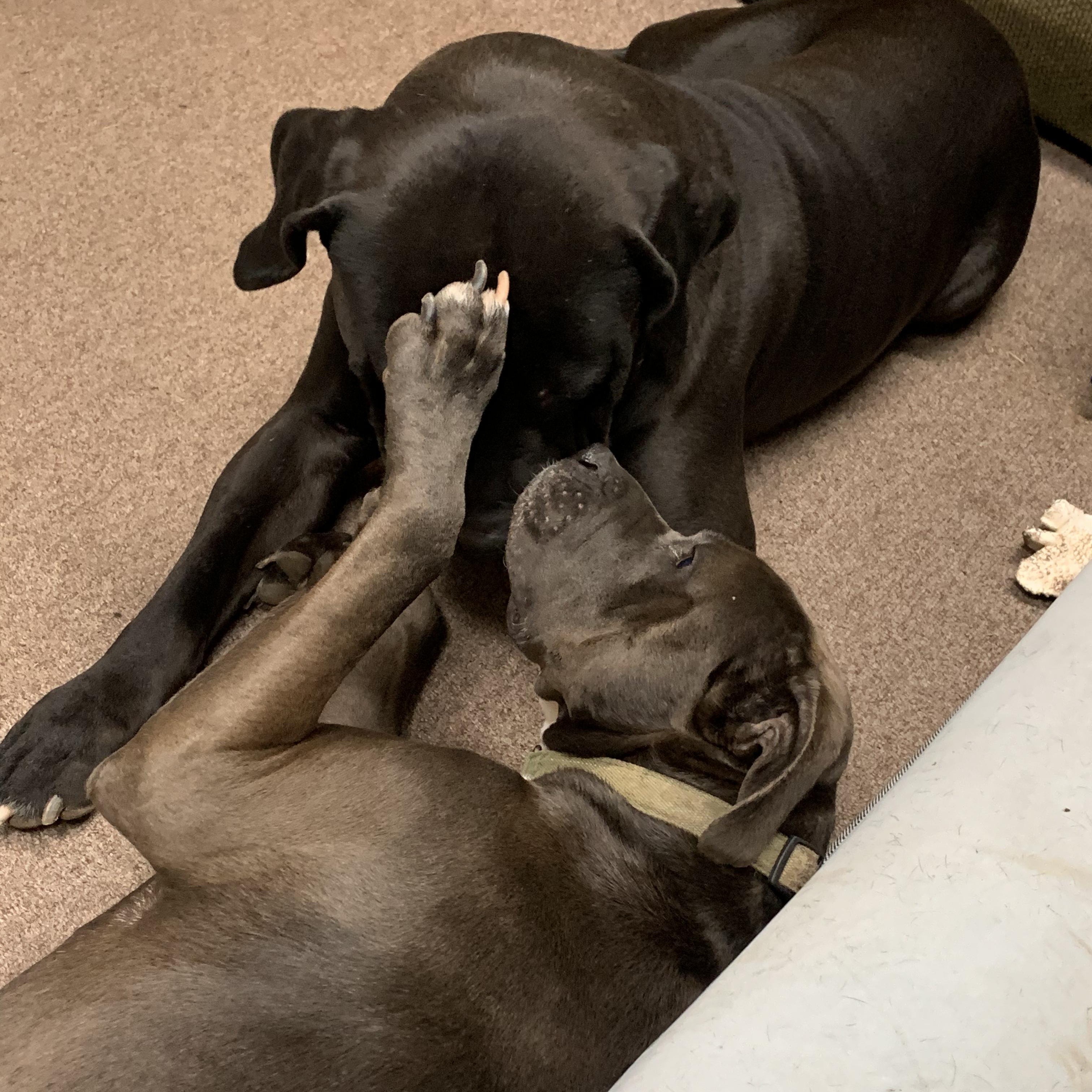 Enlarge Grizzy, a Adoptable mixed breed in Roswell, GA image 6/6