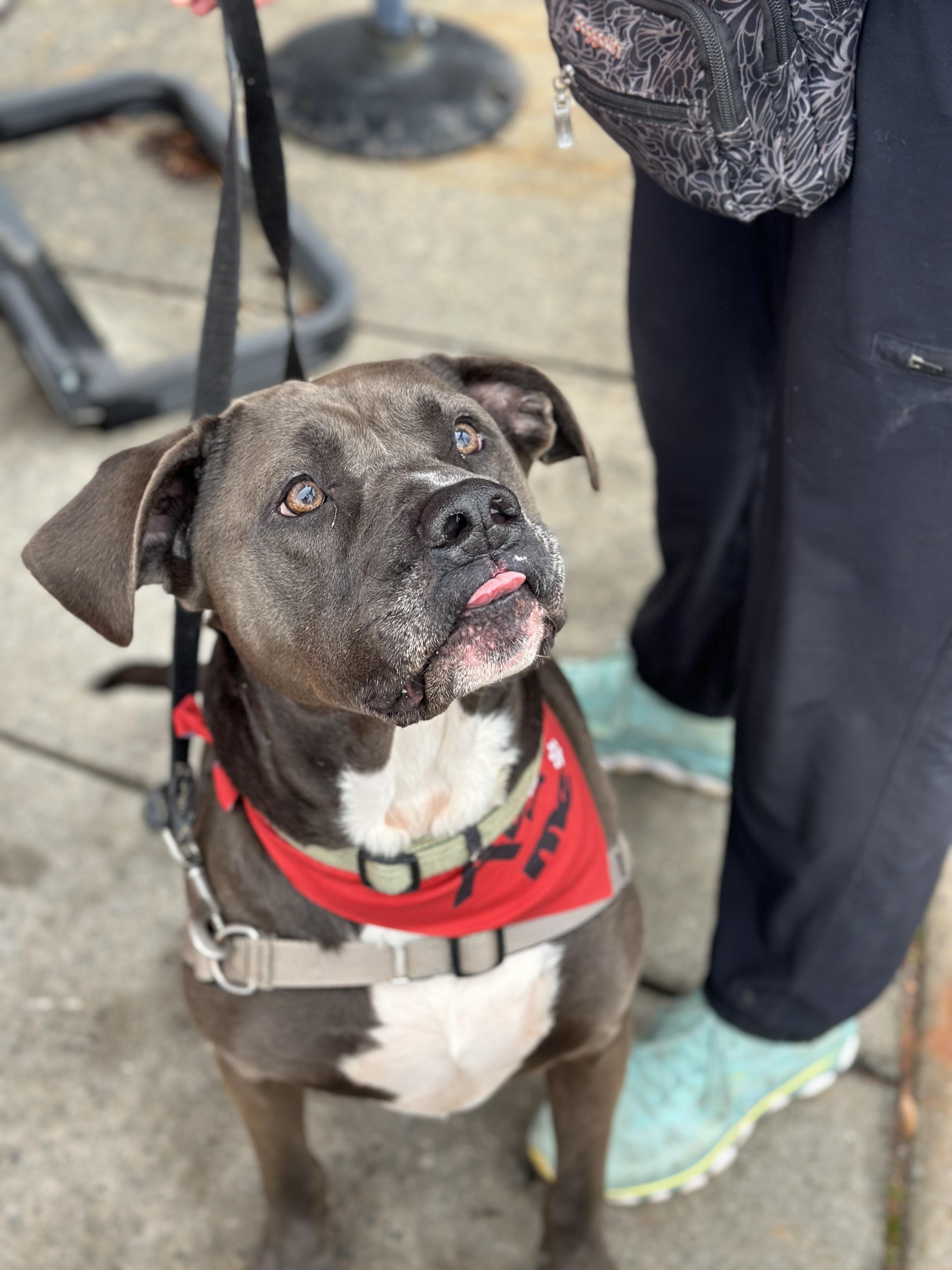 Enlarge Grizzy, a Adoptable mixed breed in Roswell, GA image 5/5