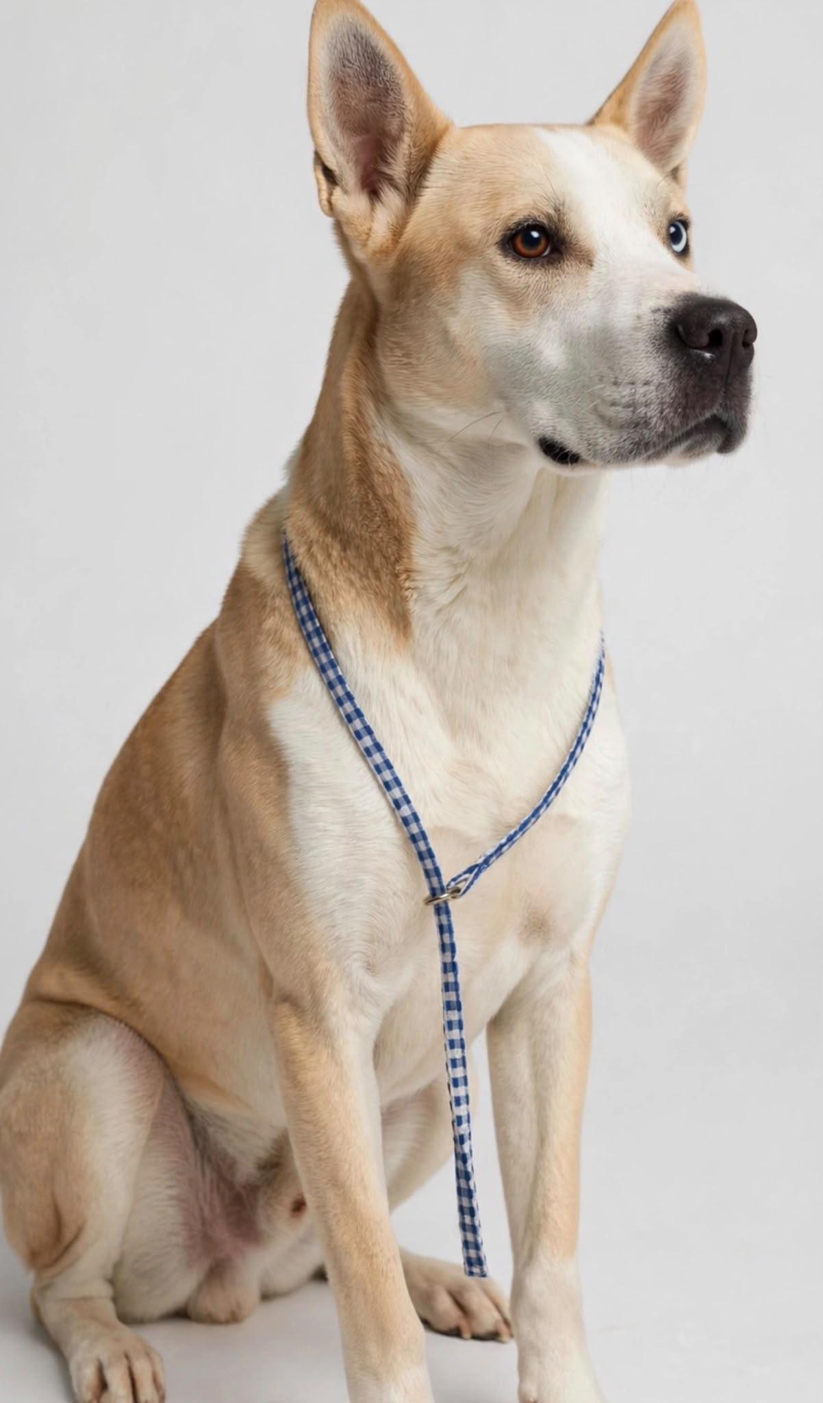 Enlarge Bunny, a Adoptable mixed breed in Harrisburg, PA image 4/6