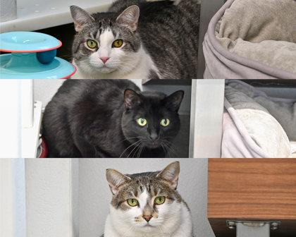 Hope, Adoptable, Adult Female Domestic Short Hair.