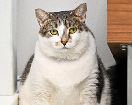 Enlarge Hope, a Adoptable Domestic Short Hair in West Seneca, NY image 2/3