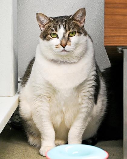 Enlarge Hope, a Adoptable Domestic Short Hair in West Seneca, NY image 3/3