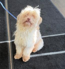 Enlarge YETI, a Adoptable mixed breed in Toledo, OH image 1/1