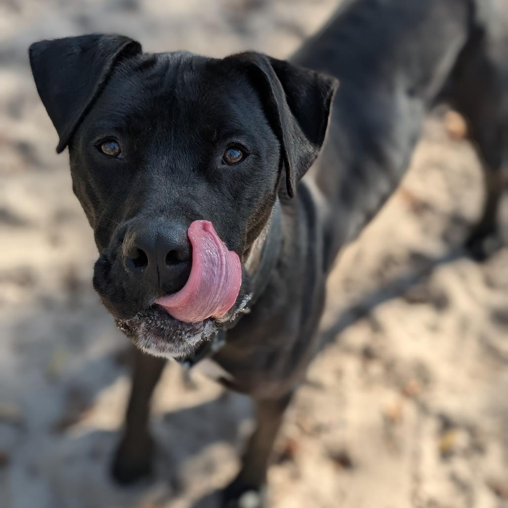 Benny 28283, Adoptable, Adult Male Mixed Breed.