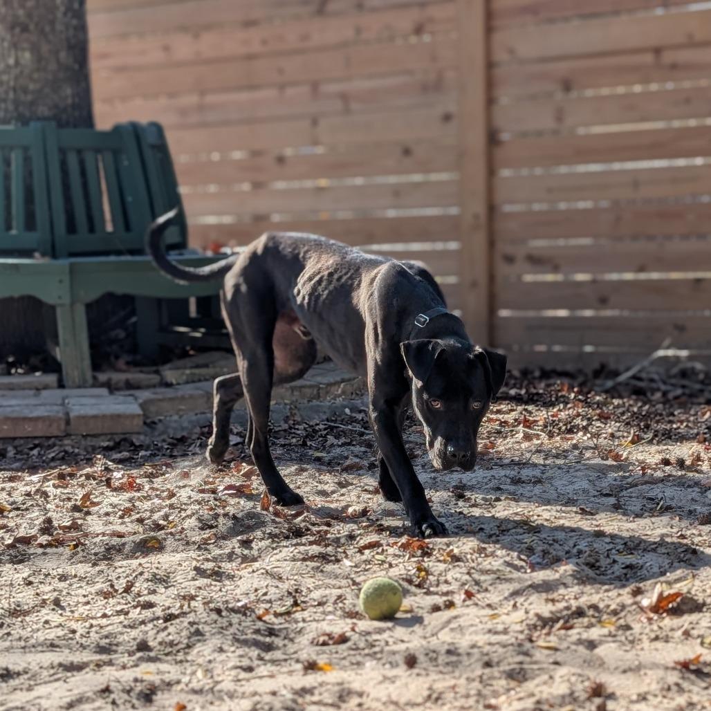 Enlarge Benny 28283, a Adoptable Mixed Breed in Middleburg, FL image 2/4