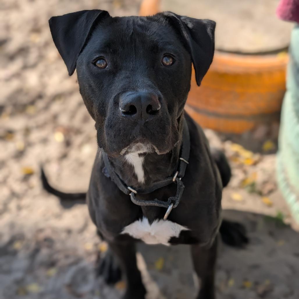 Enlarge Benny 28283, a Adoptable Mixed Breed in Middleburg, FL image 3/4